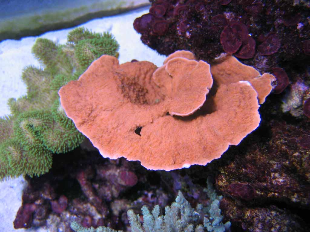 Montipora capricornis